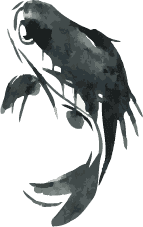 鯉