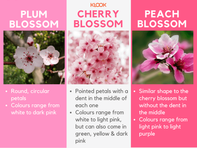 Cherry Blossom Bloom Meaning At Floyd Putman Blog
